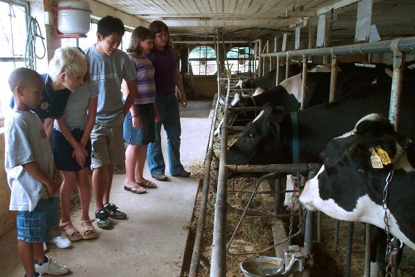 Stop #1: Visit an Amish dairy farm and observe the milking process without electricity.