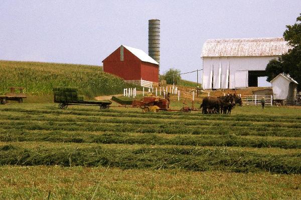 Amish baling hay