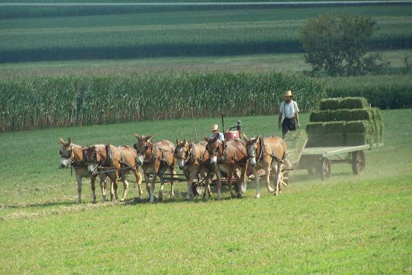 Farming with horses and mules