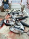 Freedom Sportfishing