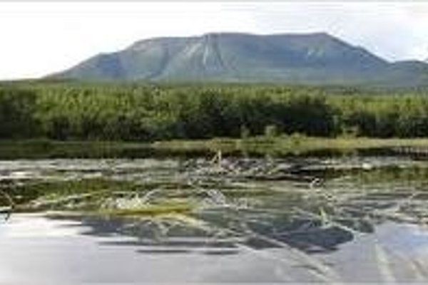 Summer Katahdin