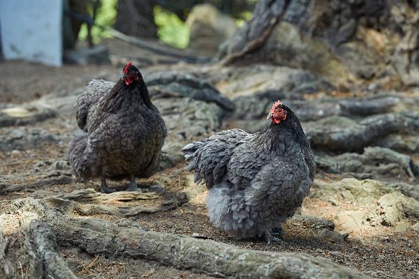 Couple of the Chickens