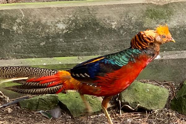 Golden Pheasant 