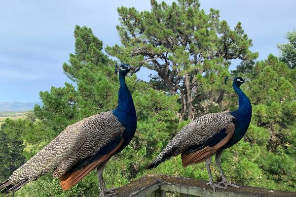 Peacocks