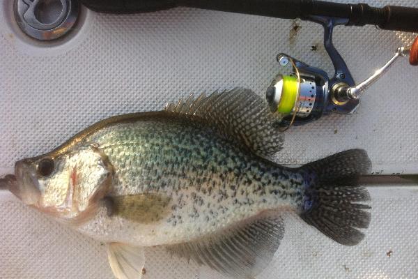 BigCrappie.com and DallasFishingCharters.com