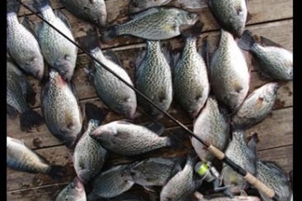 BigCrappie.com and DallasFishingCharters.com