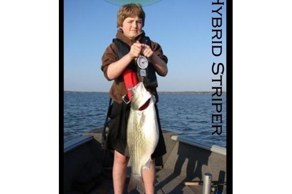 Hybrid Striper on Cedar Creek Lake Texas with Chuck Rollins