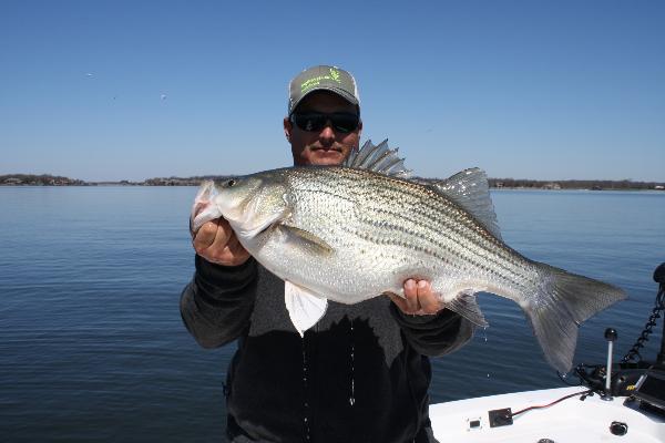 AWSOME Hybrid Striper on Cedar Creek Lake Tx with Chuck Rollins