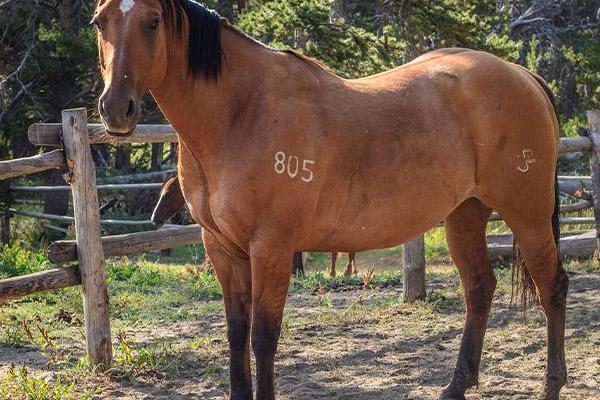 Big Sandy Lodge, LLC