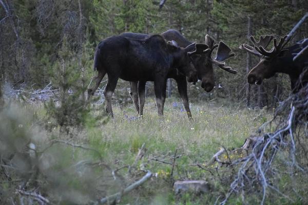 Moose roam the property