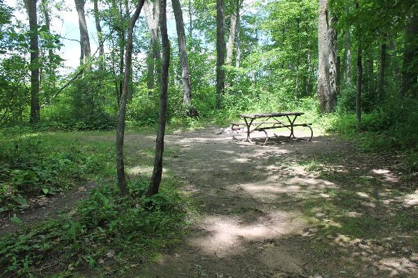Primitive tent site - includes fire ring and picnic table