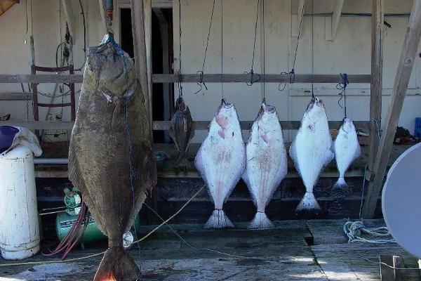 Cassiar Cannery - holy halibut