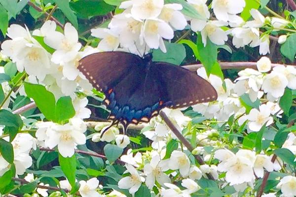 Butterflies in April on our Mock Orange trees