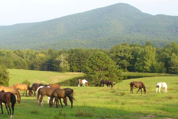 Fort Valley Ranch