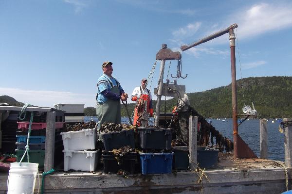 Mussel farming