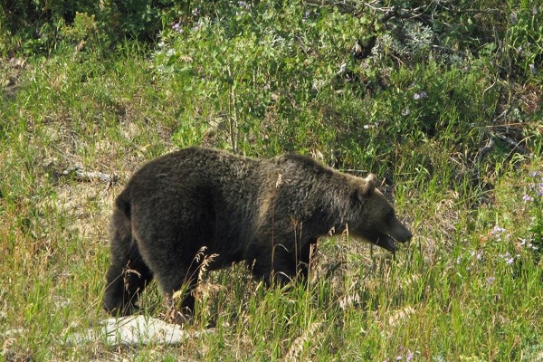 A bear in Glacier National Park