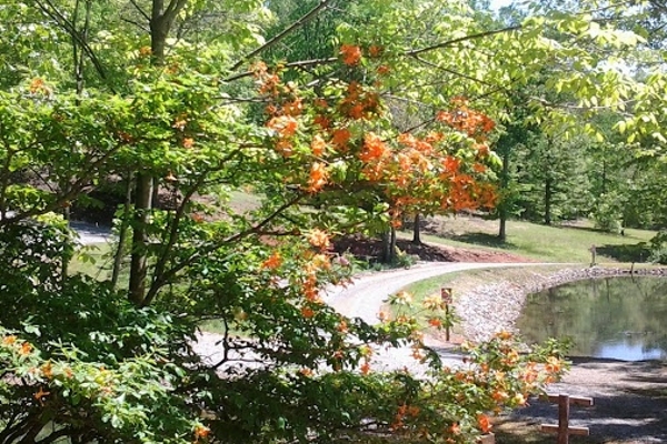 Beautiful Fire Azalea in Bloom