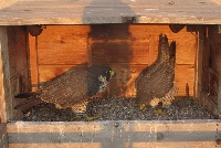 Archer and Beauty in the Nest Box