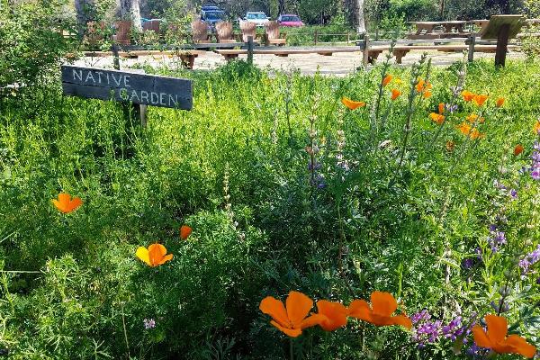 The courtyard is surrounded by native plant gardens, which are especially gorgeous in the spring.