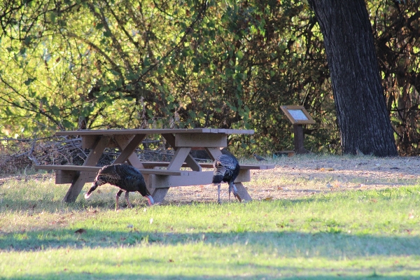 Picnic tables and wild turkey. 10 in courtyard, others located in Primitive camp sites. 