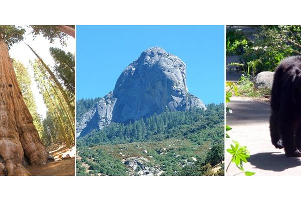 Sequoia Sightseeing Tours Inc