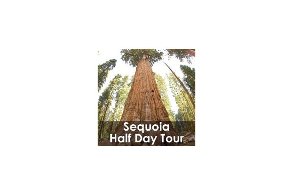 Sequoia Sightseeing Tours Inc