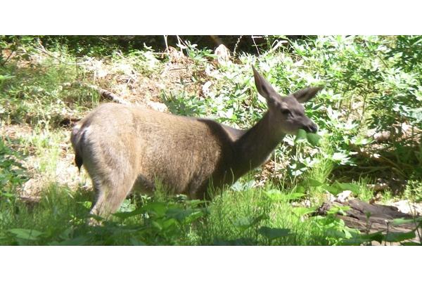 Sequoia Sightseeing Tours Inc