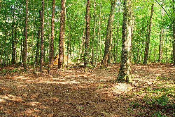 surrounding woods