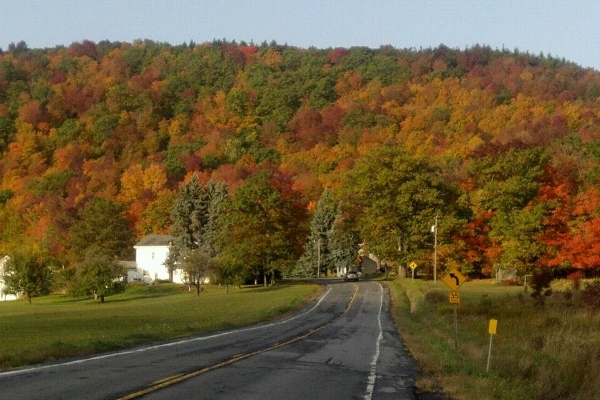 Foliage