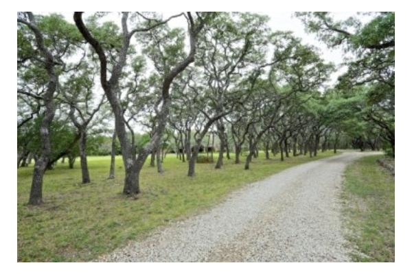 Oak Tree Canopy -- The Road to Ranch House