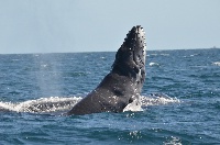 Baby Humpback Whale Head Lunge Vallarta