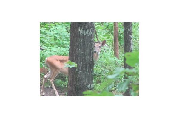 deer at cabins