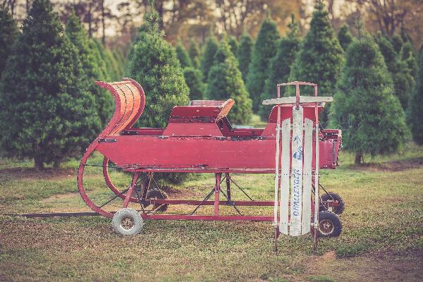 Wonderland Tree Farm